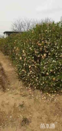 高度1800厘米卫矛球