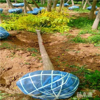 8公分金叶槐