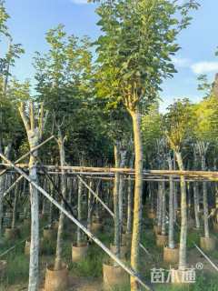 8公分黄花风铃木