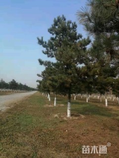 高度400厘米油松