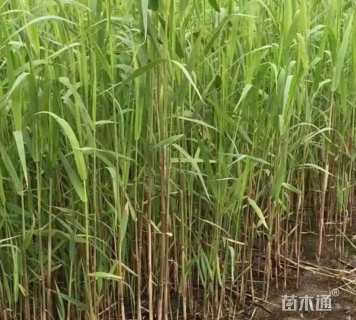 高度50厘米芦苇