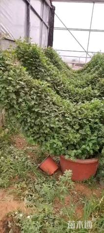 高度100厘米菊花