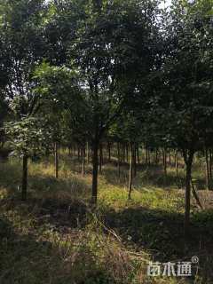 11公分红叶石楠