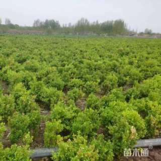 30厘米小叶扶芳藤
