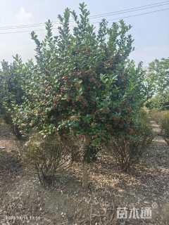 12公分无刺枸骨
