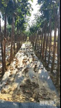 高度160厘米月季