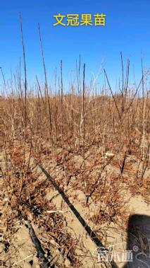 高度500厘米云杉