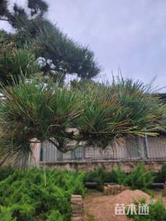 高度350厘米黑松