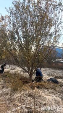 高度350厘米李子树