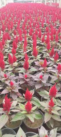 高度15厘米鸡冠花