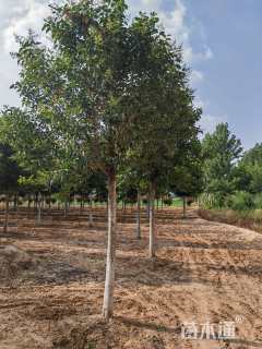 15公分大叶女贞