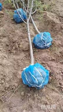5公分八棱海棠