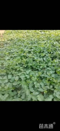 高度10厘米五叶委陵菜