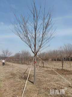 10公分高杆早樱