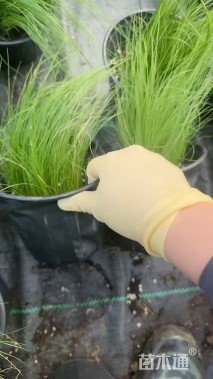 高度30厘米细茎针茅