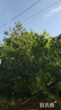 高度540厘米华山松