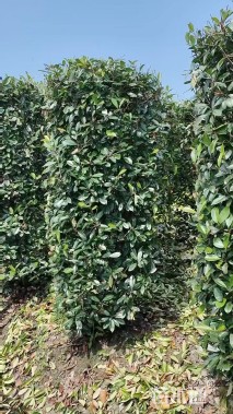 高度180厘米红叶石楠柱