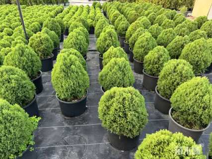 高度50厘米球柏