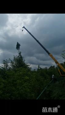 高度900厘米雪松