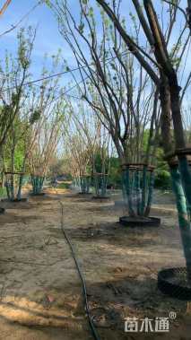 高度900厘米丛生元宝枫