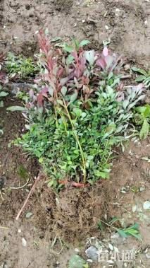 高度30厘米红叶小檗小苗