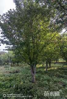 15公分绚丽海棠