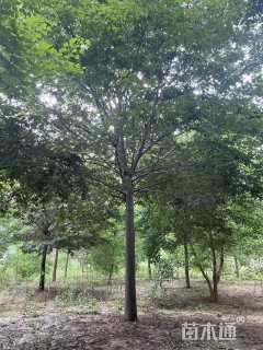 15公分榉树