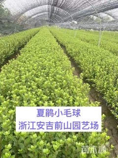 高度30厘米夏鹃