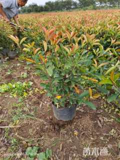 60公分红叶石楠