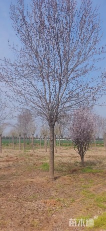 15公分秋紫白蜡