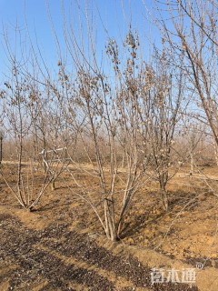 高度350厘米丛生茶条槭