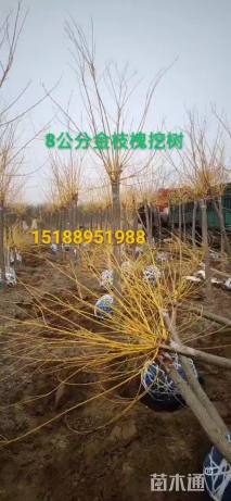 10公分金枝槐