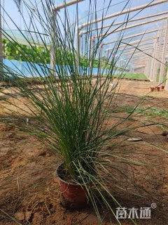 高度30厘米粉黛乱子草