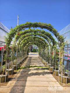 高度350厘米月季