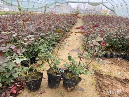 高度30厘米丰花月季