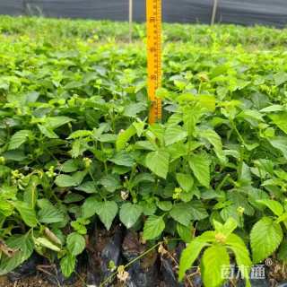 冠幅20厘米五色梅