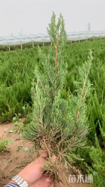 高度50厘米小龙柏