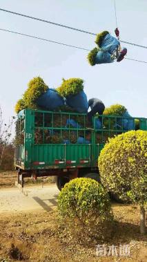 冠幅120厘米金叶榆球