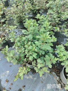 高度50厘米木绣球