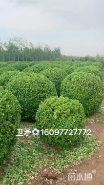 冠幅120厘米卫矛球