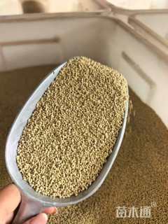 草籽