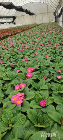 高度10厘米报春花