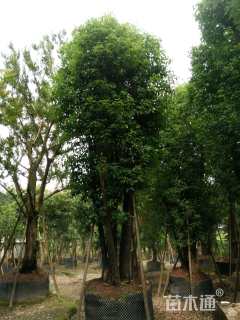 30公分多杆香樟