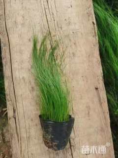 高度40厘米紫穗狼尾草