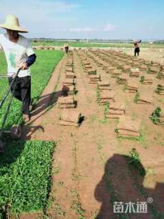 大叶油草