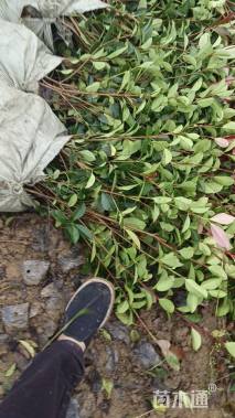 0.5公分红叶石楠