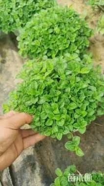 高度25厘米吸毒草