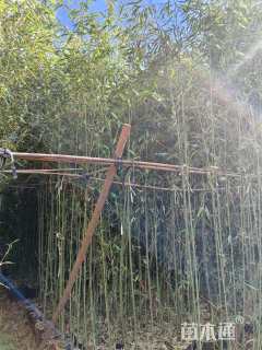 容器苗金竹