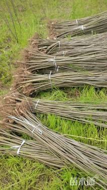 高度100厘米紫穗槐