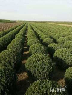 高度80厘米桧柏